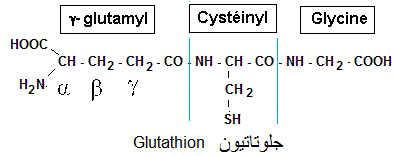 Glutathion, antioxydant