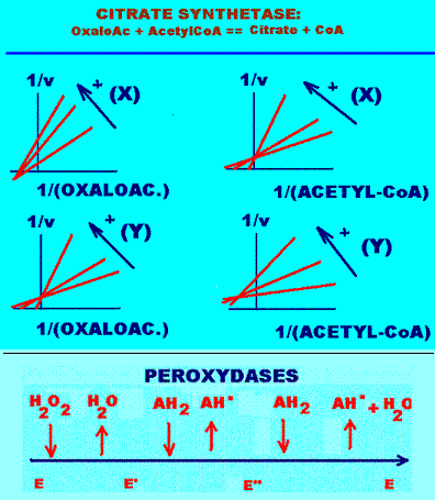 citrate synth&eacute;tase, peroxydase