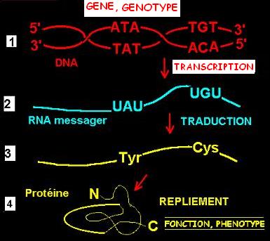 expression des genes: dna, rna, proteines