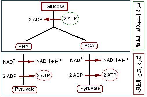 Glycolyse - mol&eacute;cules. Voir visualisation  JMOL