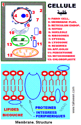 Cellule. organites, paroi, membrane plasmique et le réticulum endoplasmique