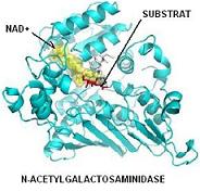 enzymes