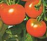 tomate et flavono&iuml;des (antioxydants)