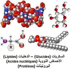 matériaux biochimiques: lipides, glucides, protéines, acides nucléiques