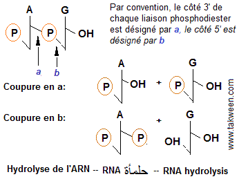 Hydrolyse ARN