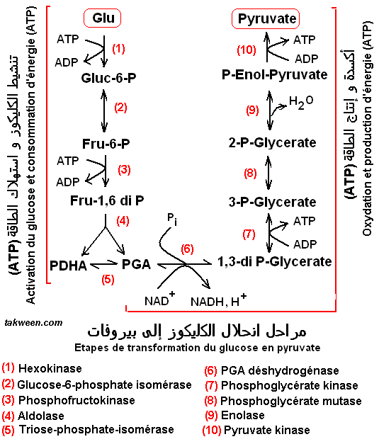 Métabolisme et ATP