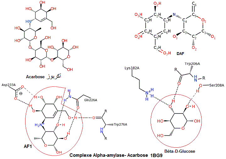 amylase complexe avec acarbose