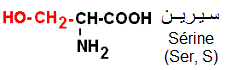 Sérine (Acide aminés hydroxylés)