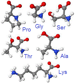Acides aminés: Pro, Gly, Ser, Thr, Ala, Lys