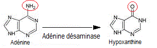 Adénine, Hypoxanthine (ARN)