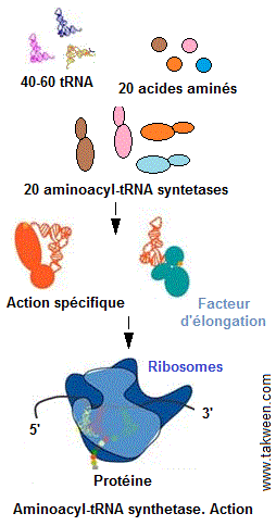 Aminoacyl-tRNA synthetase