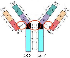 Imunoglobuline (anticorps)