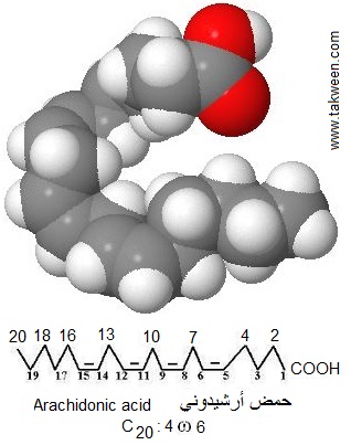 arachidonic acid