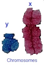 chromosomes x, y. infertilité