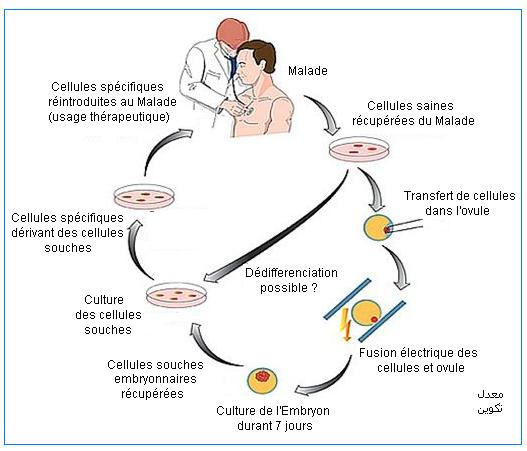 Biotechnologies. clonage thérapeutique =  thérapie cellulaire.