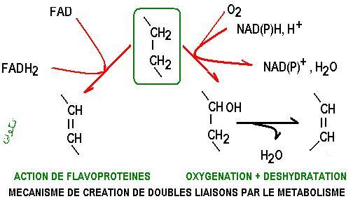 désaturase et acides gras des lipides