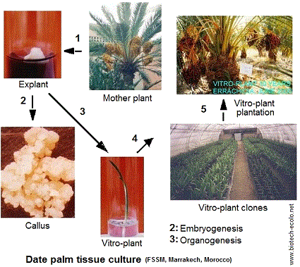 palmier dattier micropropagation in vitro