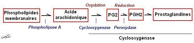 Prostaglandines