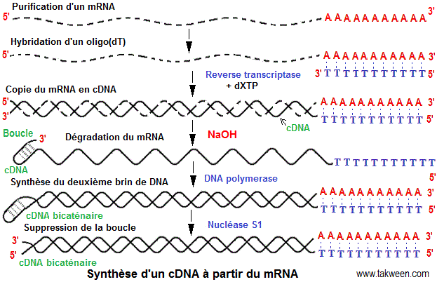 Synthèse cDNA (ADNc)