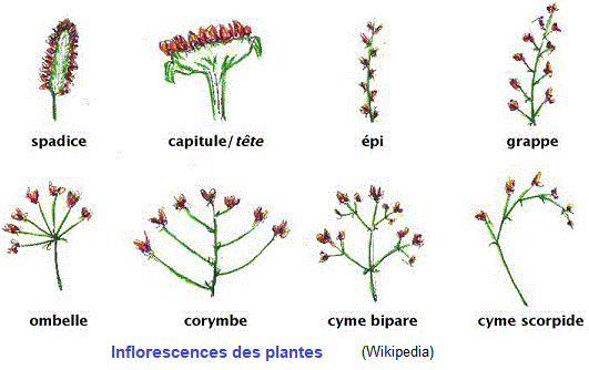inflorescences