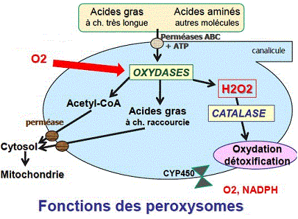 Peroxysome. Détoxification, Photorespiration (QCM corrigé)
