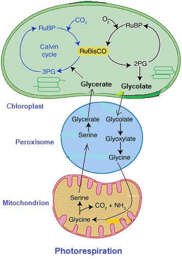 photorespiration