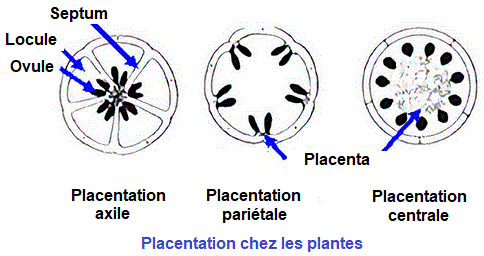Placentation