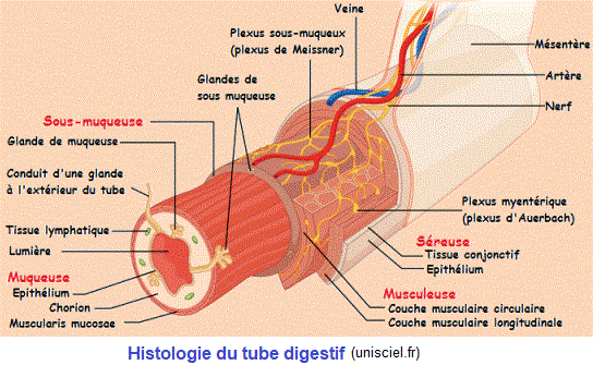 tube digestif
