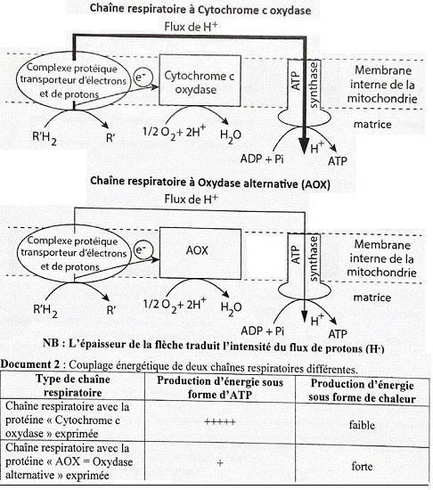 CCO, AOX