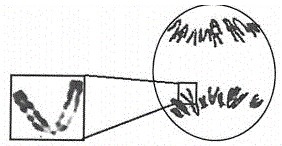 méiose
