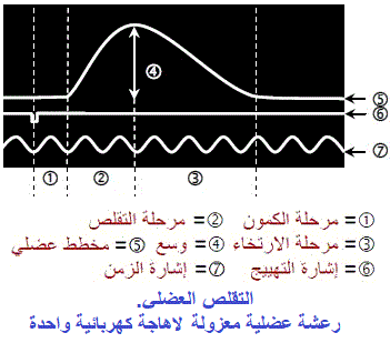 contraction musculaire