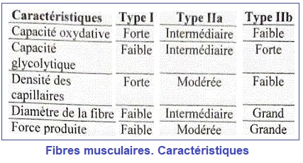 fibres musculaires