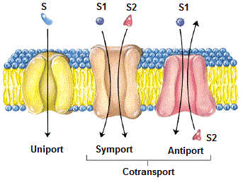 Co-transporteurs membranaires (membrane cellulaire, perméabilité)