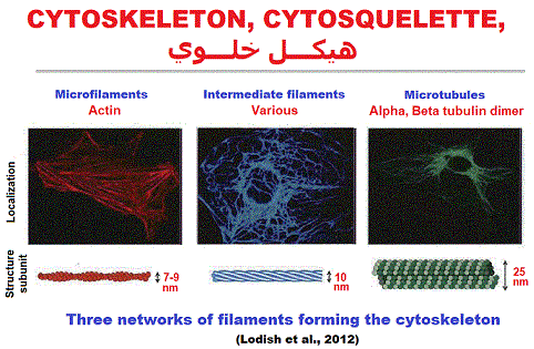 cytosquelette
