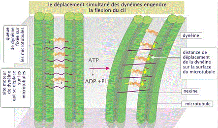 Dynéine et cils
