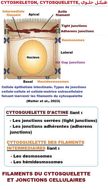 jonctions cellulaires et cytosquelette