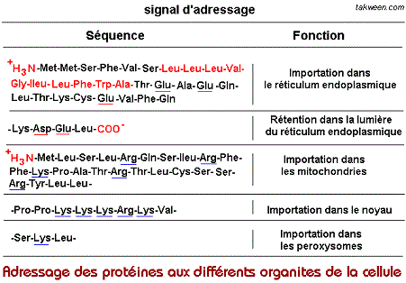protéines adressage