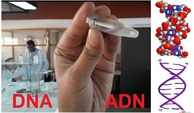 biologie moléculaire