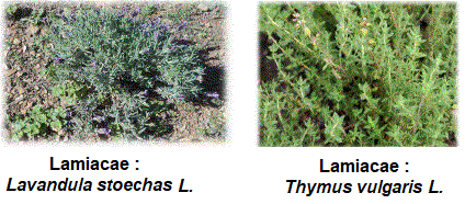 Lamiacées