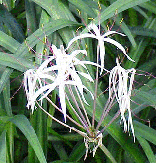 Liliacées (Amaryllidacées)