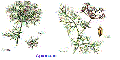 Apiacées