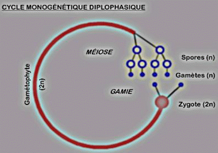 diplophasique
