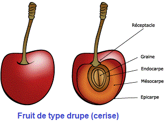 drupe