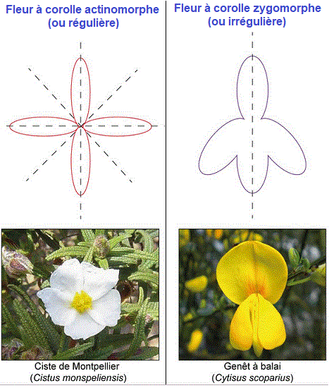 zygomorphe, actinomorphe
