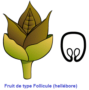 follicule