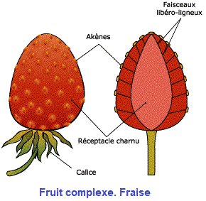fruit complexe