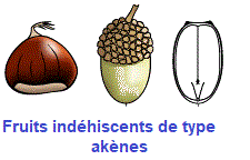 Akènes