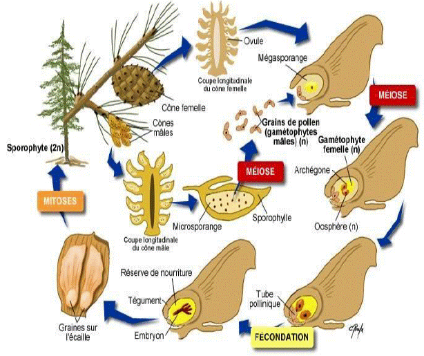 gymnospermes reproduction