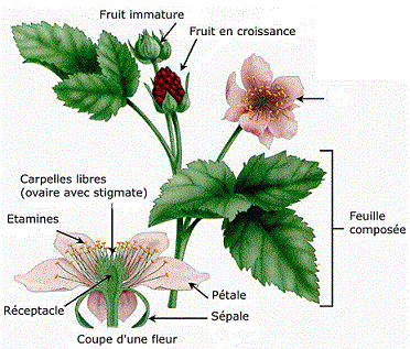 BIOLOGIE VEGETALE EXAMEN, CONTROLE