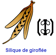 silique